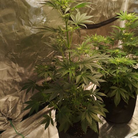 Banana hammock auto  growlog timeline photo