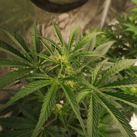 Banana hammock auto  growlog timeline photo