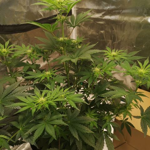 Europa Auto growlog timeline photo