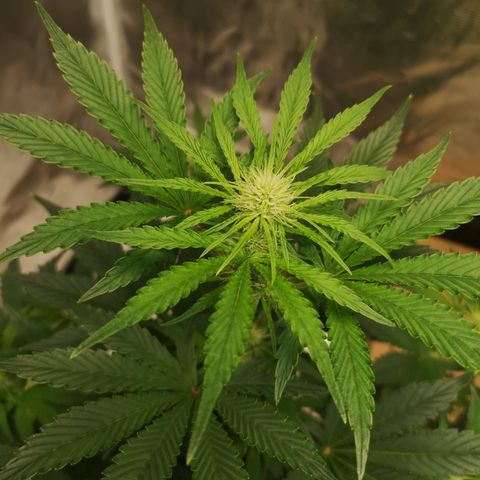 Europa Auto growlog timeline photo