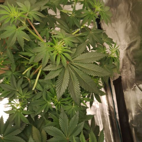10th Planet growlog timeline photo