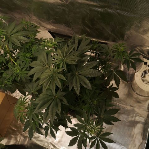 O. K. C growlog timeline photo