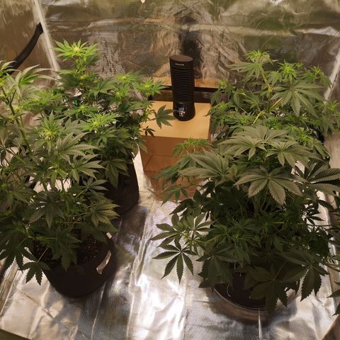 Europa Auto growlog timeline photo