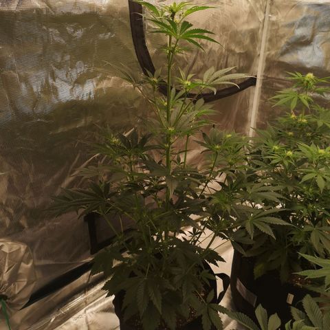 Banana hammock auto  growlog timeline photo