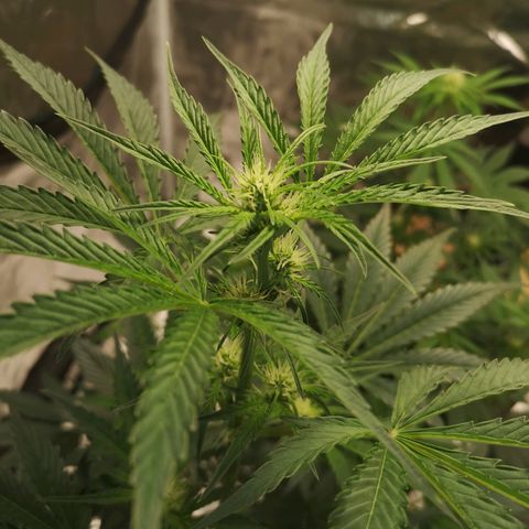 Banana hammock auto  growlog timeline photo