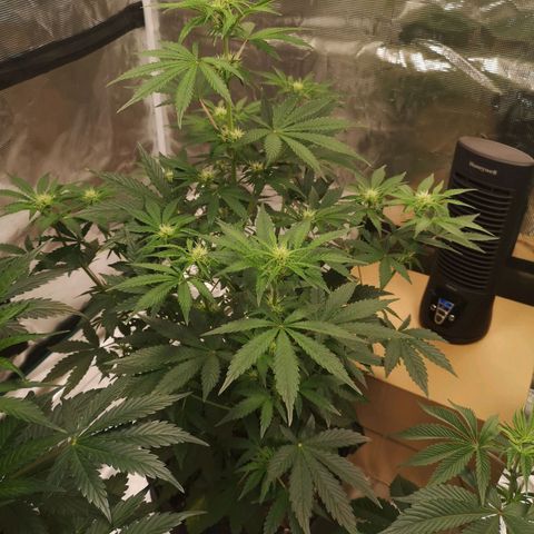 Europa Auto growlog timeline photo
