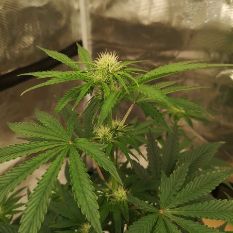 Europa Auto growlog timeline photo