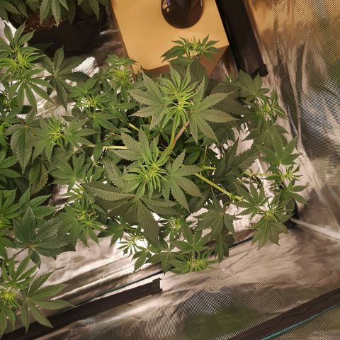 10th Planet growlog timeline photo