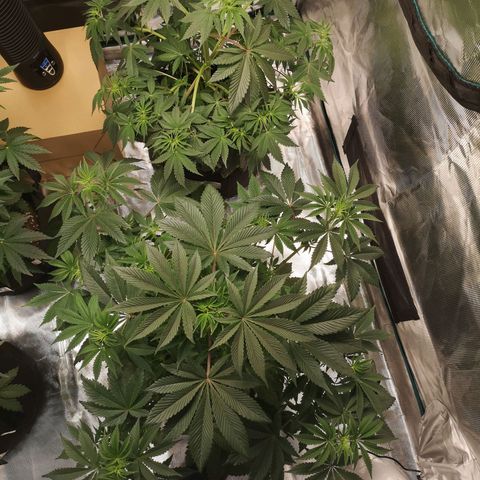 O. K. C growlog timeline photo