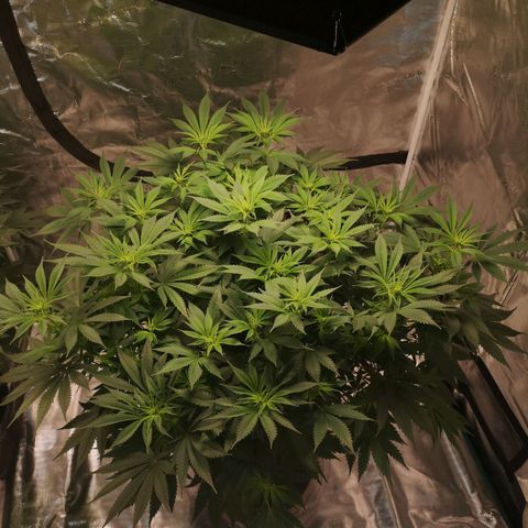 Cheese growlog timeline photo