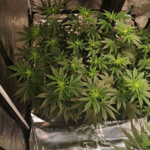 Northern Lights #5 growlog timeline photo