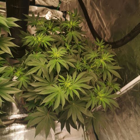 Grandaddy black growlog timeline photo