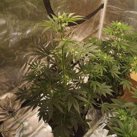 Banana hammock auto  growlog timeline photo