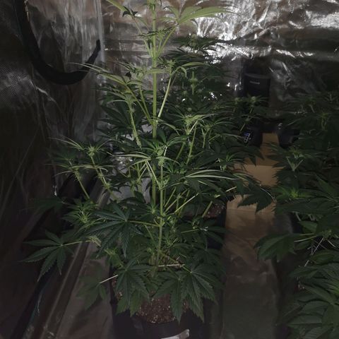 Banana hammock auto  growlog timeline photo