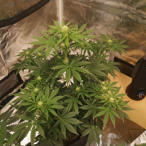 Europa Auto growlog timeline photo