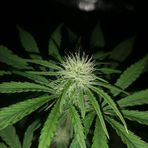Europa Auto growlog timeline photo