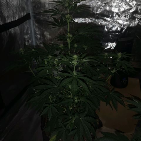 Europa Auto growlog timeline photo