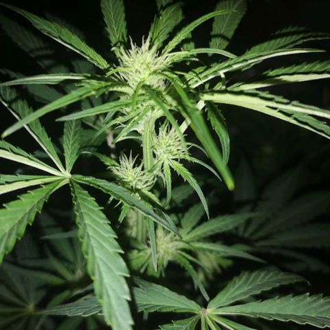Banana hammock auto  growlog timeline photo
