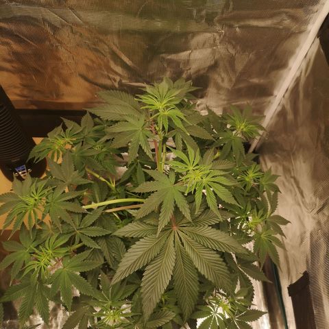 10th Planet growlog timeline photo