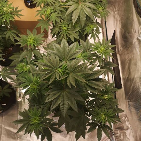 O. K. C growlog timeline photo