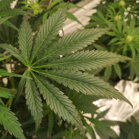 Banana hammock auto  growlog timeline photo
