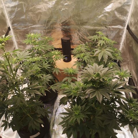 Europa Auto growlog timeline photo