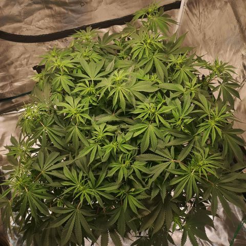 Cheese growlog timeline photo