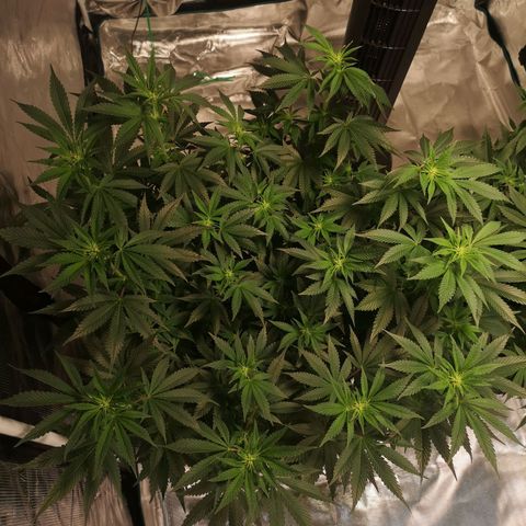 Northern Lights #5 growlog timeline photo