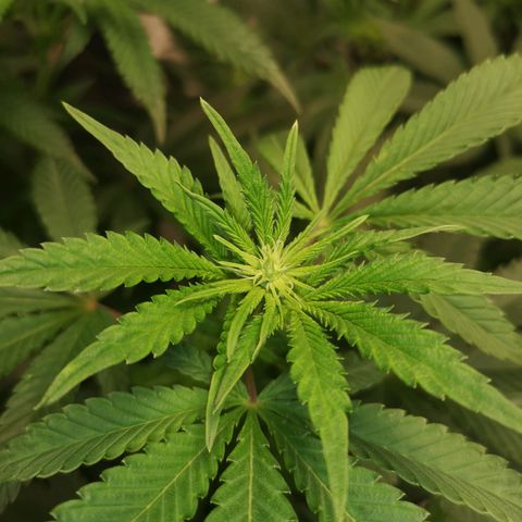 Northern Lights #5 growlog timeline photo