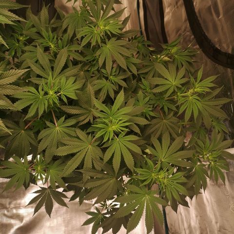 Grandaddy black growlog timeline photo