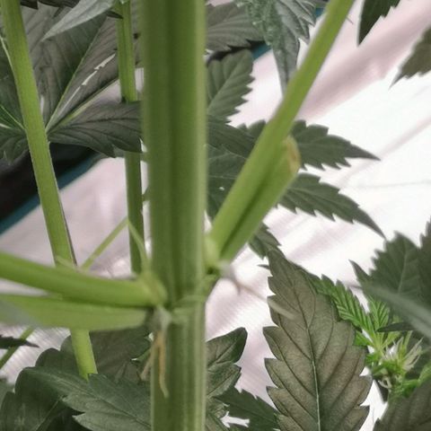 Banana hammock auto  growlog photo: Hairs went orange just in the spot where i cut off a fan leaf