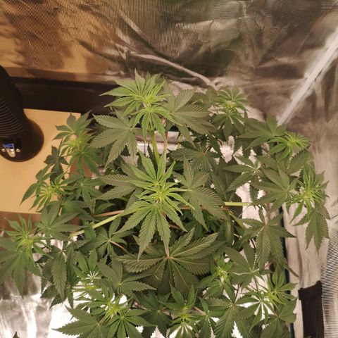 10th Planet growlog timeline photo