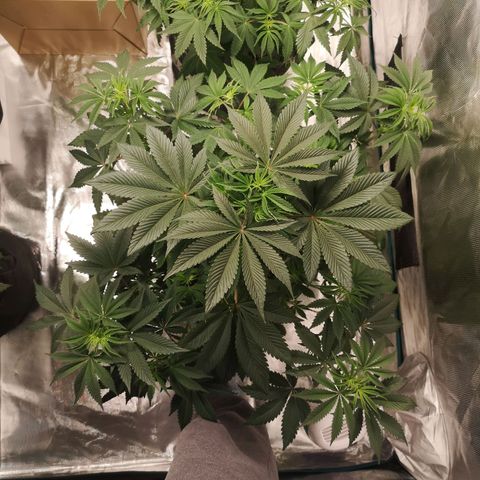 O. K. C growlog timeline photo