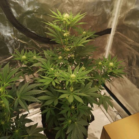 Banana hammock auto  growlog timeline photo
