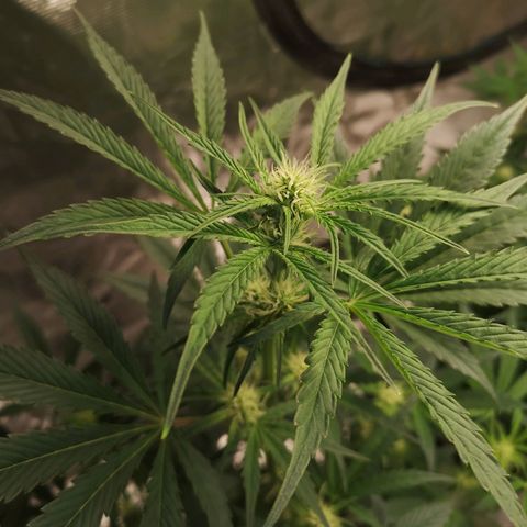Banana hammock auto  growlog timeline photo
