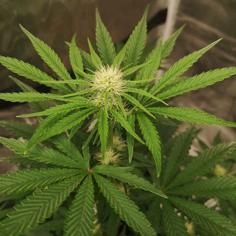 Europa Auto growlog timeline photo