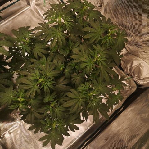 Grandaddy black growlog timeline photo