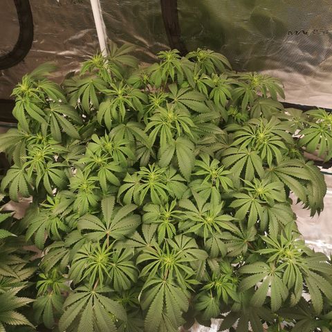 Cheese growlog timeline photo