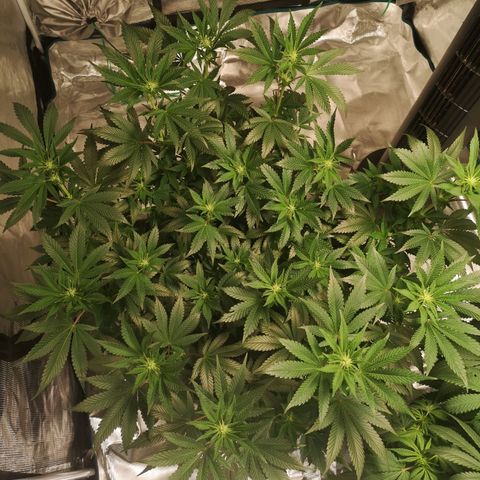 Northern Lights #5 growlog timeline photo