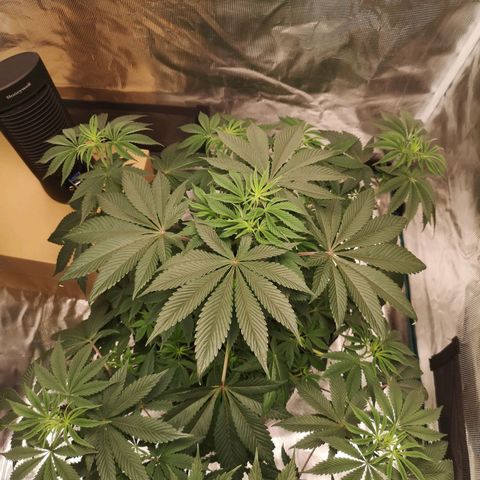O. K. C growlog timeline photo
