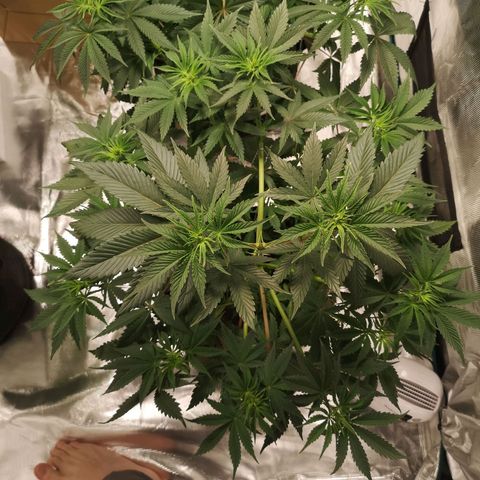 10th Planet growlog timeline photo