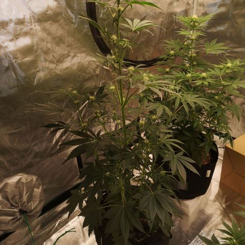 Banana hammock auto  growlog timeline photo