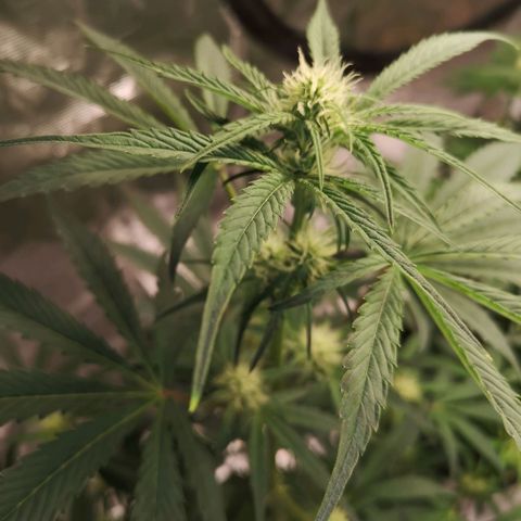 Banana hammock auto  growlog timeline photo