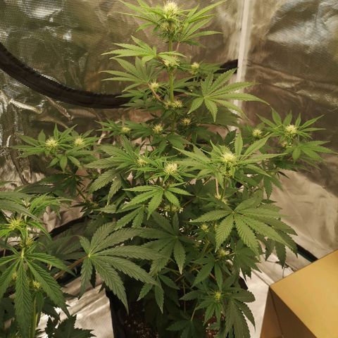 Europa Auto growlog timeline photo
