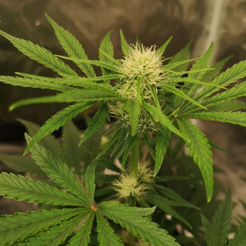 Europa Auto growlog timeline photo