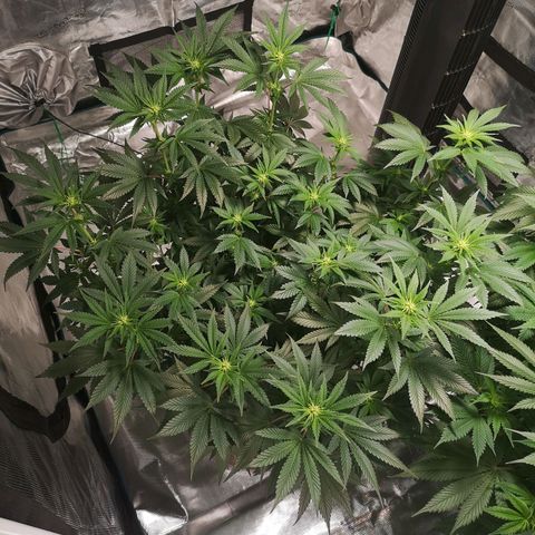 Northern Lights #5 growlog timeline photo