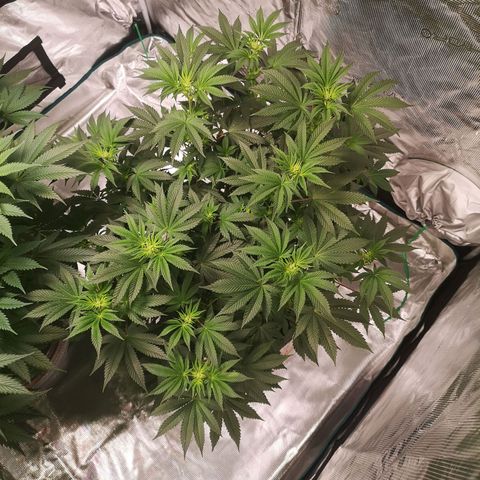 Grandaddy black growlog timeline photo
