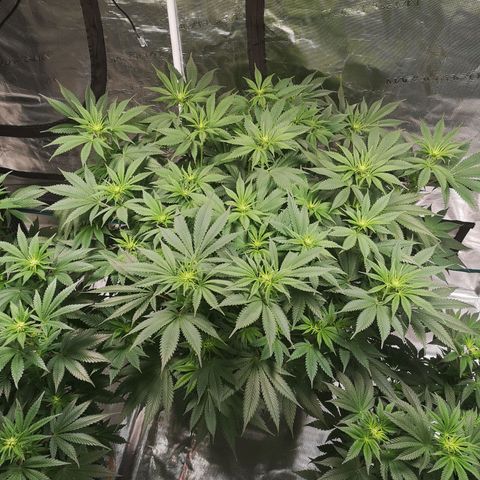 Cheese growlog timeline photo