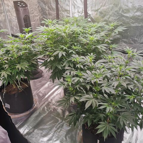 Cheese growlog timeline photo