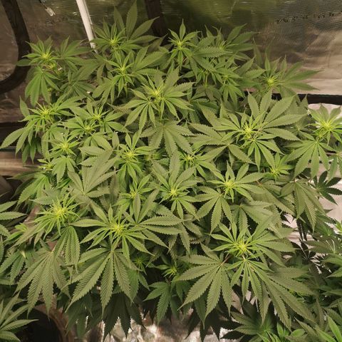 Cheese growlog timeline photo